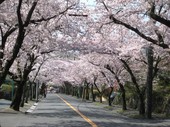 桜並木４_JALAN_160407.jpg